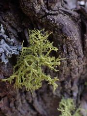 Letharia vulpina