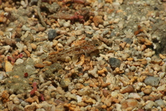 Pomatoschistus pictus