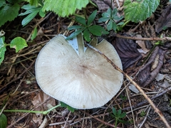 Megacollybia