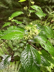 Ageratina