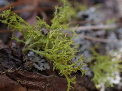 Letharia vulpina