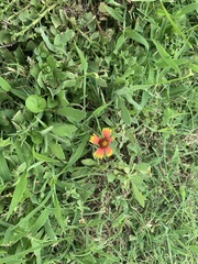 Gaillardia