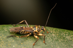 Inara flavopicta