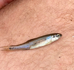 Pimephales notatus