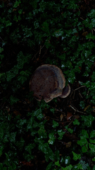 Rhodofomes cajanderi