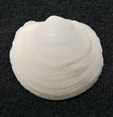 Anodontia alba