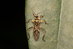 Inara flavopicta