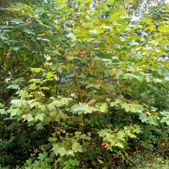 Platanus