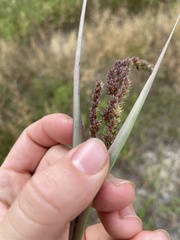 Echinochloa muricata