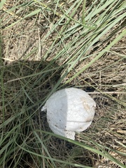 Calvatia booniana