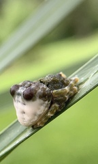 Mastophora