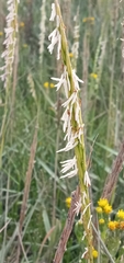 Sporobolus anglicus