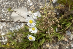 Erigeron