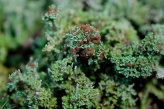 Cladonia caespiticia