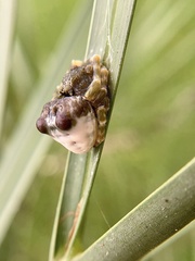 Mastophora
