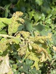 Neuroterus quercusverrucarum