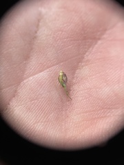 Echinochloa muricata