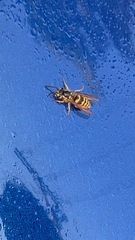 Vespula