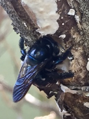 Xylocopa micans