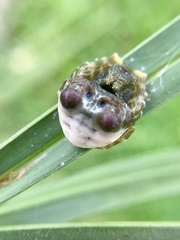 Mastophora