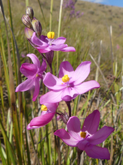 Ixia trinervata
