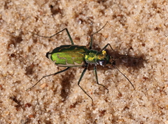 Ellipsoptera marutha