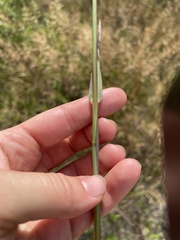 Echinochloa muricata