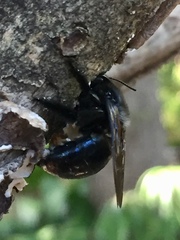 Xylocopa micans