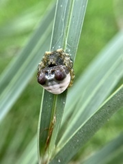 Mastophora
