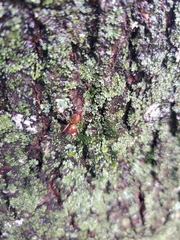 Camponotus castaneus