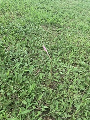 Zephyranthes carinata