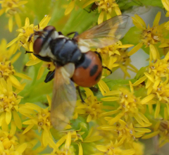 Gymnosoma