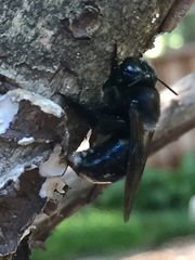 Xylocopa micans