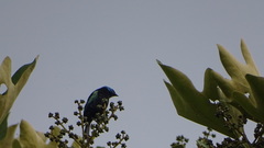 Stilpnia cyanicollis