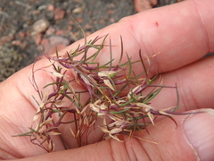 Poa alpina