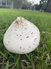 Chlorophyllum molybdites image