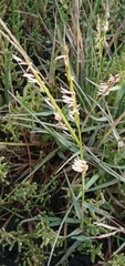 Sporobolus anglicus