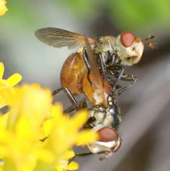 Gymnosoma
