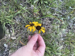Rudbeckia missouriensis