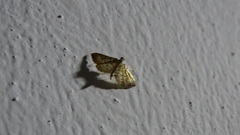 Salbia