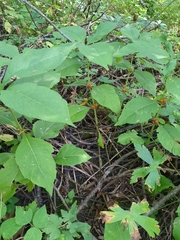 Triosteum aurantiacum