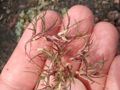 Poa alpina