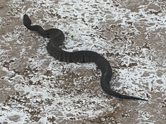Agkistrodon piscivorus