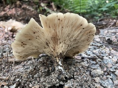Russula brevipes