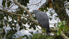 Chondrohierax uncinatus