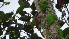 Lepidocolaptes souleyetii