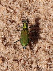 Ellipsoptera marutha