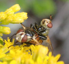 Gymnosoma