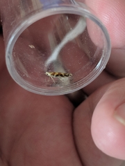 Argyresthia goedartella