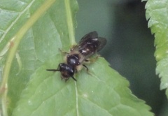 Andrena florea
